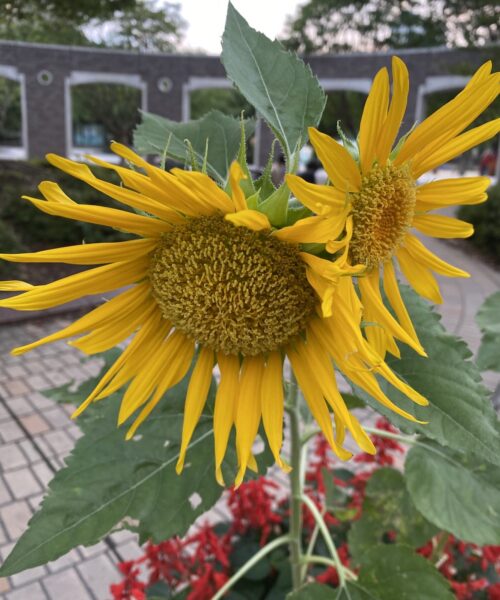 🌻スタッフ紹介🌻