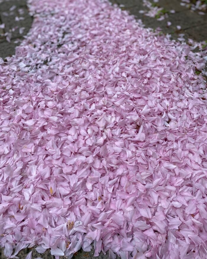 西口に春がやってきた(事業所内掲示について)