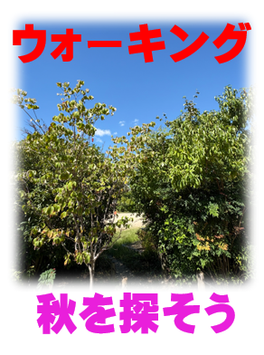 10月のウォーキング🚶♂️➡️🚶♂️➡️🚶♂️➡️